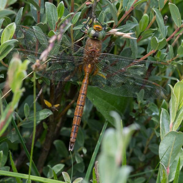 Vroege glazenmaker (Aeshna isoceles)